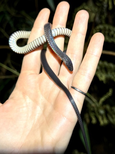 Elapoidis sumatrana