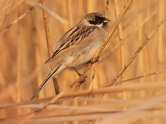 Emberiza yessoensis