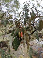 Elaeagnaceae