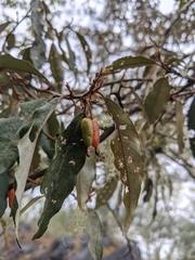 Elaeagnaceae