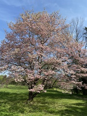 Cornus florida rubra
