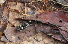 Traumatomutilla incerta