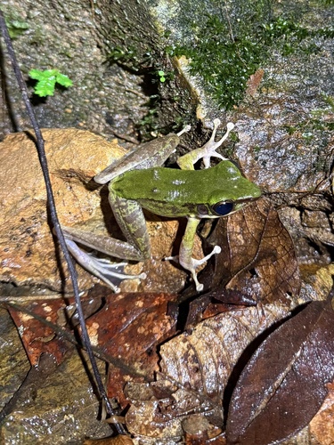 Odorrana hosii