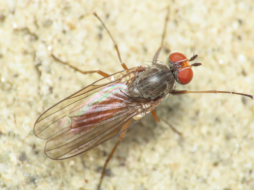 Heteromyza atricornis