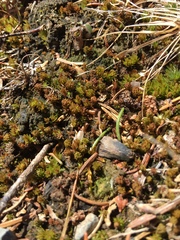 Atrichum tenellum