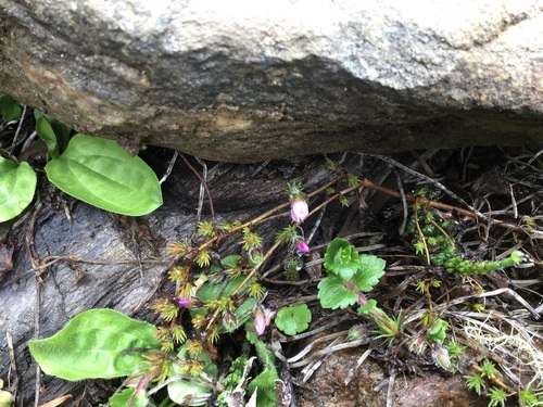 Hemiphragma heterophyllum, photograph 6