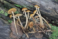 Galerina pseudomycenopsis