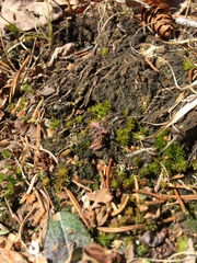 Atrichum tenellum