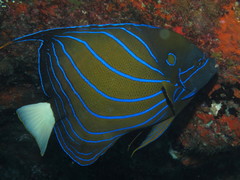 Pomacanthus annularis