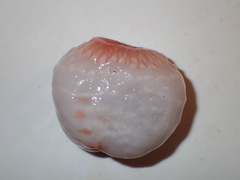 Actinostola callosa