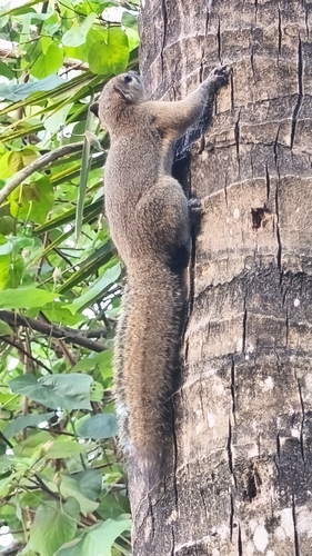 Callosciurus nigrovittatus observed 2026-05-15