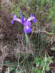 Iris xiphium
