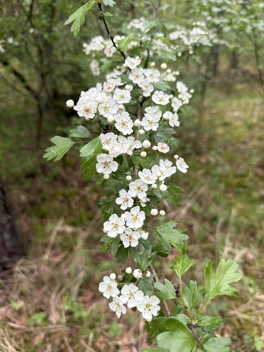 common hawthorn