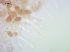 Galerina pseudomycenopsis