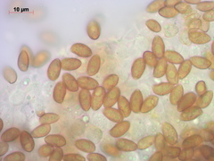 Galerina pseudomycenopsis