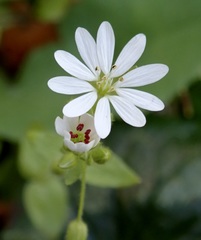 Stellaria cupaniana