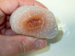 Actinostola callosa