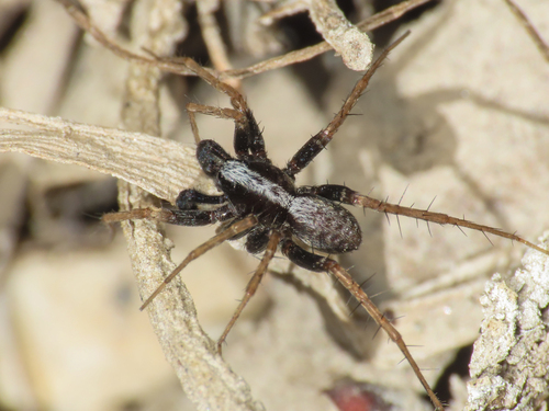 Pardosa saltans