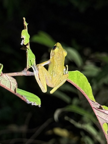 Chalcorana parvaccola