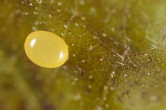 Homoeolabus analis