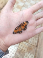 Chlosyne lacinia saundersi