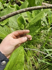 Grove bluegrass (Poa alsodes)