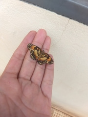 Chlosyne lacinia saundersi