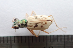 Ellipsoptera lepida