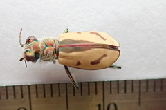 Cicindela limbata nympha