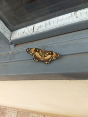 Chlosyne lacinia saundersi