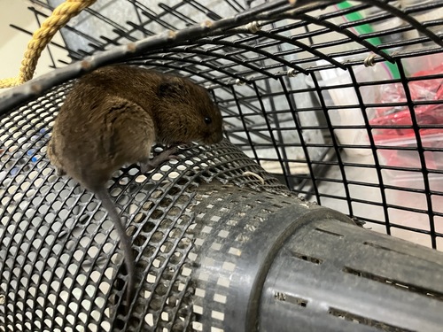 Townsend's Vole