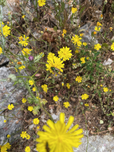 Eulasia pareyssei