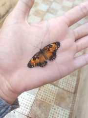 Chlosyne lacinia saundersi