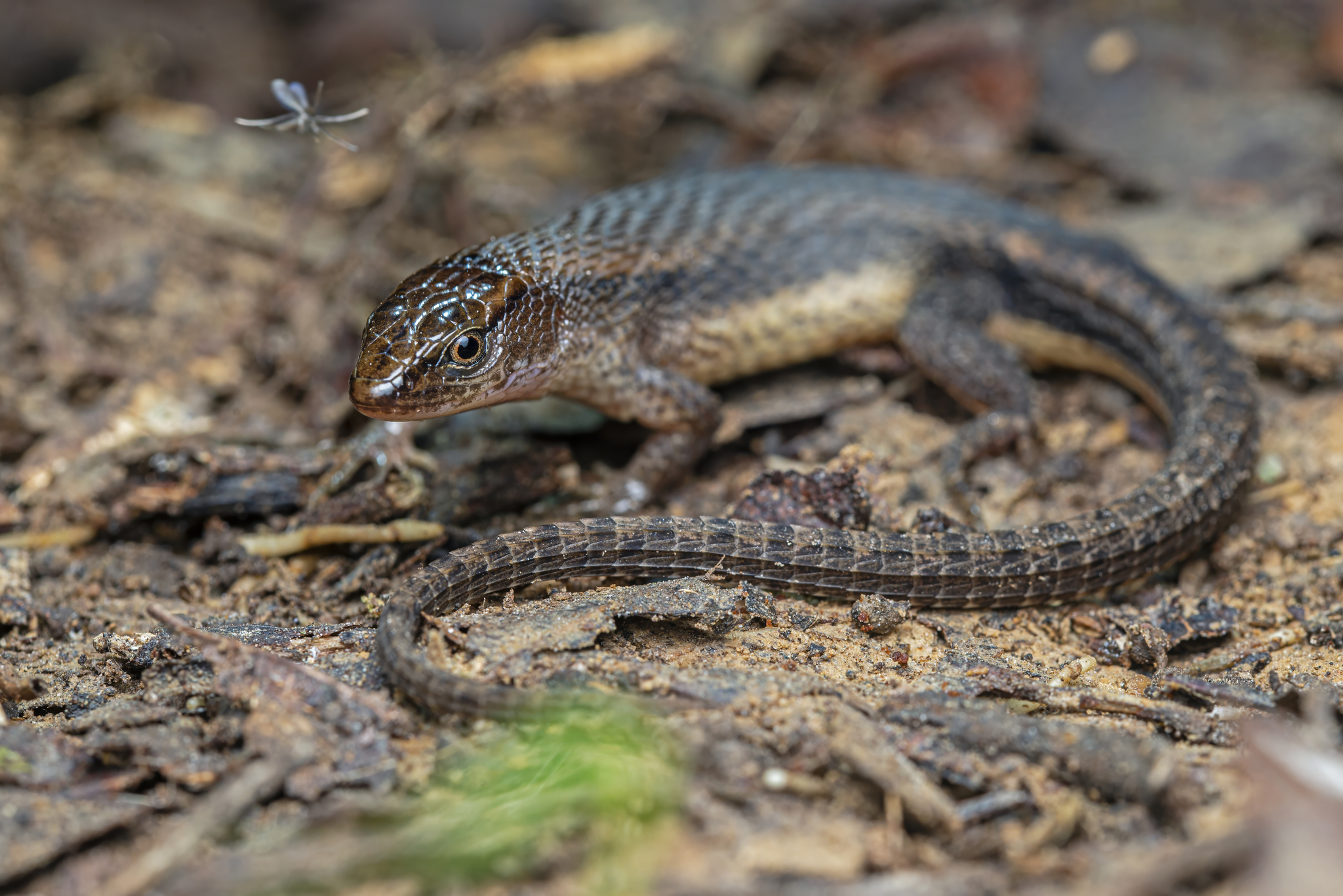 Alopoglossus angulatus (Linnaeus, 1758)