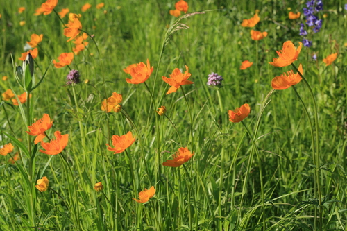 Ledebour Globeflower