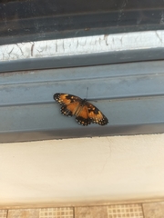 Chlosyne lacinia saundersi