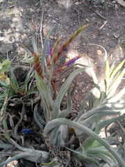 Tillandsia caput-medusae