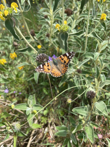 Painted Lady