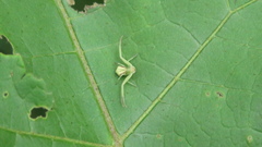 Ebrechtella pseudovatia