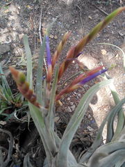 Tillandsia caput-medusae