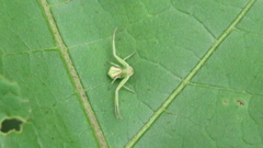 Ebrechtella pseudovatia