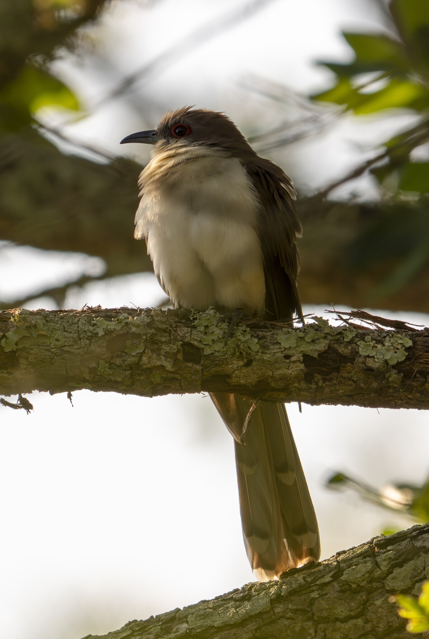 Black-billed Cuckoo (Coccyzus erythropthalmus), photo 7