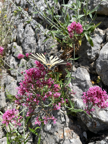 Scarce Swallowtail