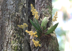 Trichocentrum pumilum