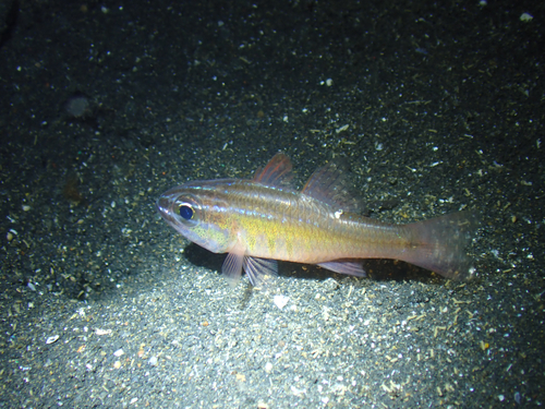 Ostorhinchus moluccensis observed 2026-05-14
