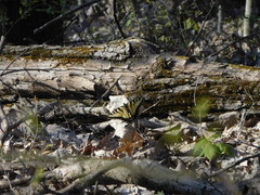 Papilio appalachiensis