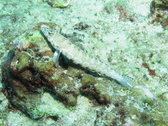 Parapercis millepunctata