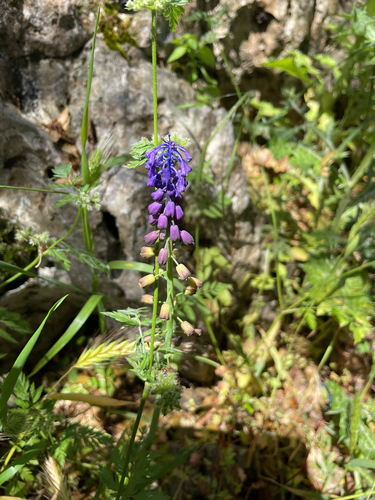 Muscari neumannii