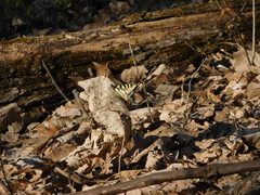 Papilio appalachiensis