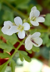 Cardamine graeca